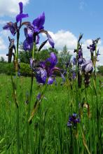 Iris sibirica Weinzettl