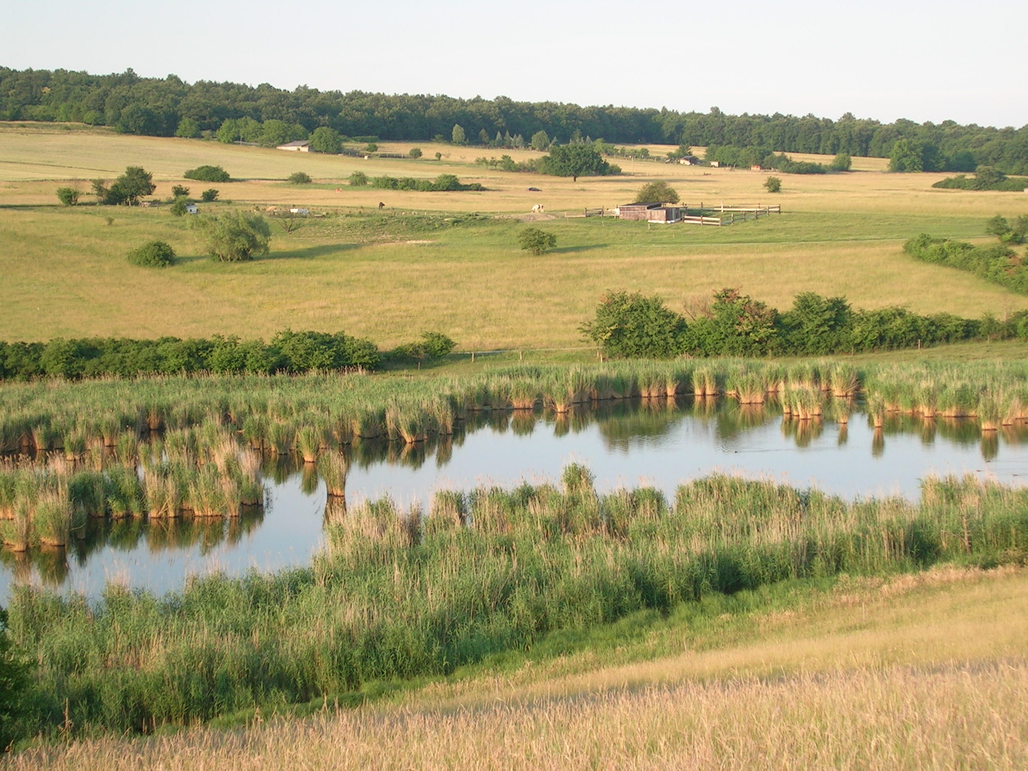 LSG Teichwiesen Lazowski