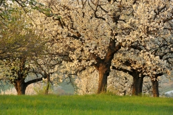 Obstbäume Fiala