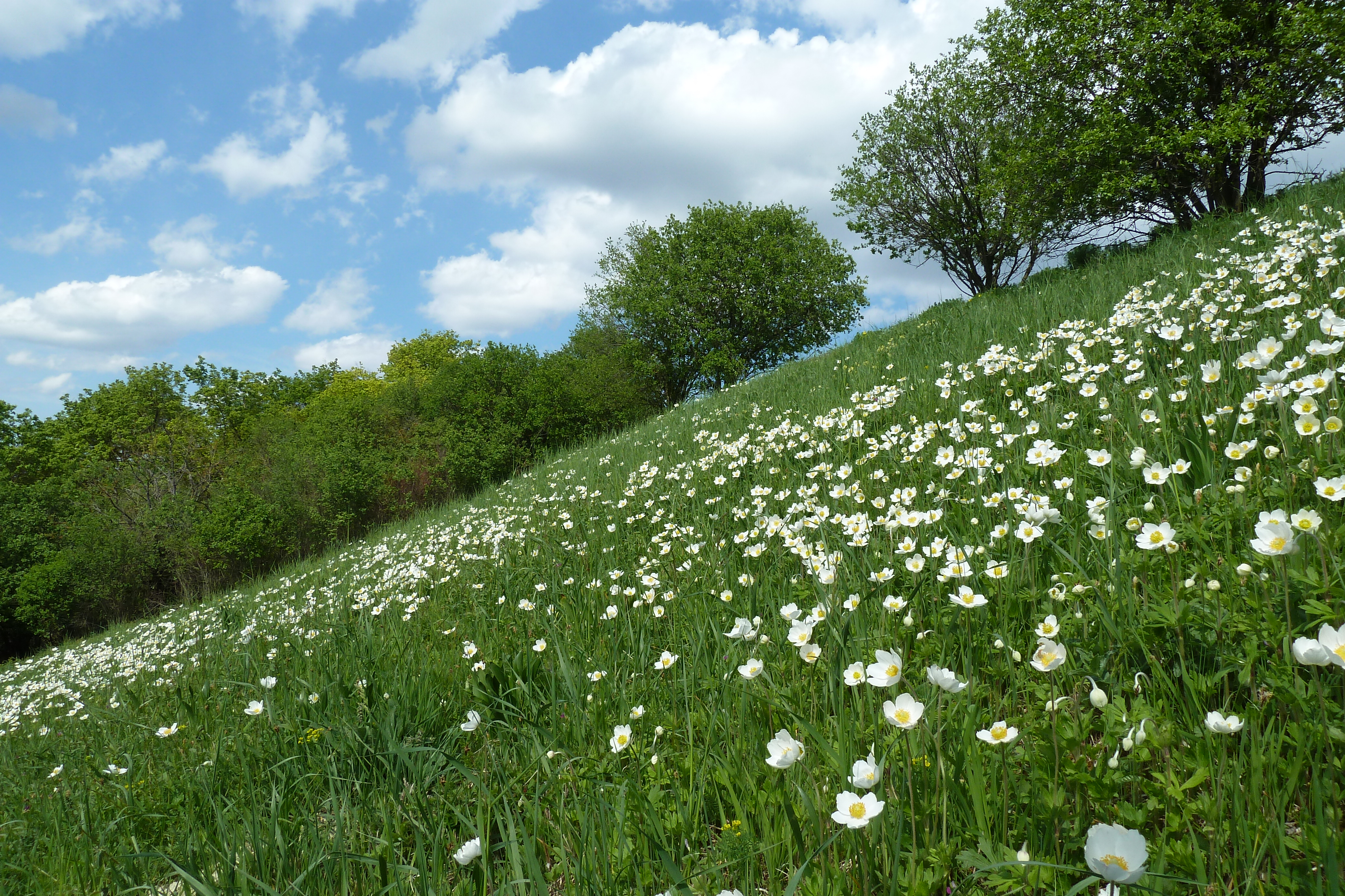 Naturschutzbund Burgenland Flächen