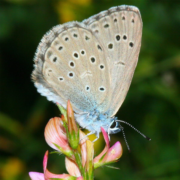 Insekten