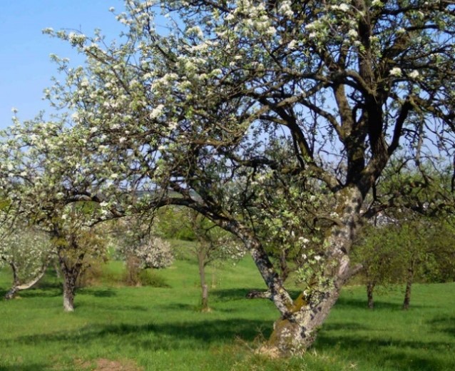 Obstbaum_quer_0