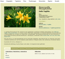 Hemerocallis