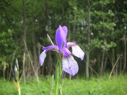 Iris sibirica