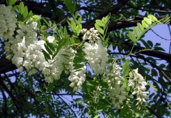 Robinia pseudacacia