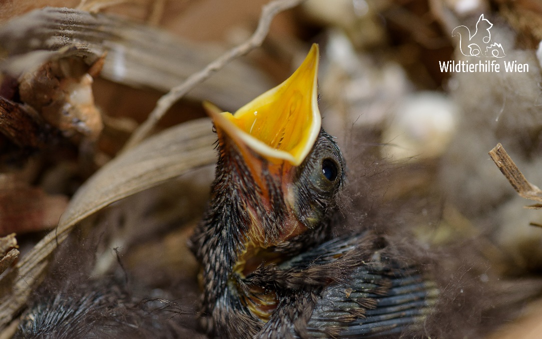 Foto: Wildtierhilfe Wien