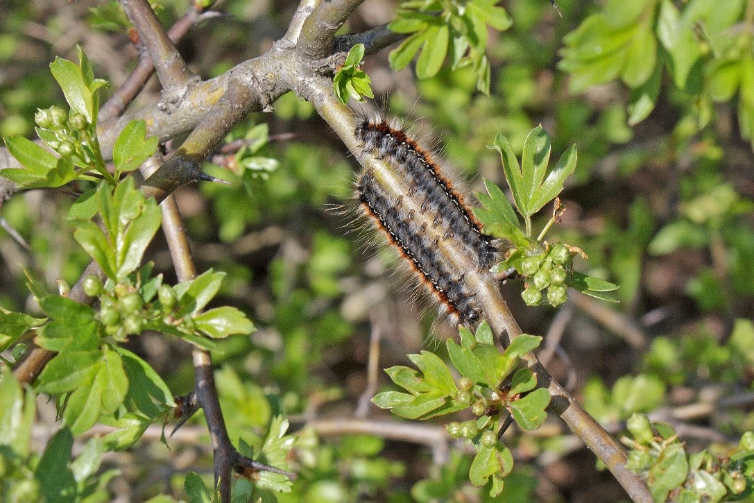 Zwei fast ausgewachsene Raupen des Hecken-Wollafters auf einem Weißdorn (Gruibert, 17.4.2019).