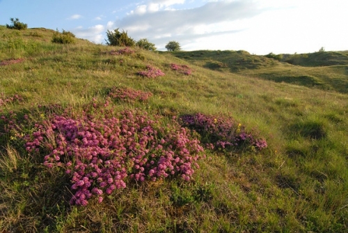 Siegendorfer Heide Fiala