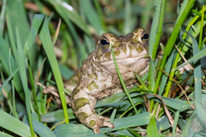 Wechselkröte