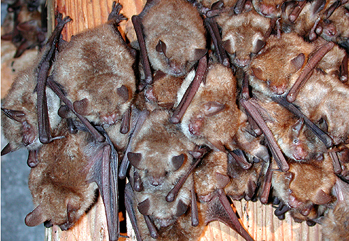 Myotis emarginatus Lauermann