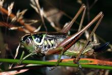 Metrioptera roeselii