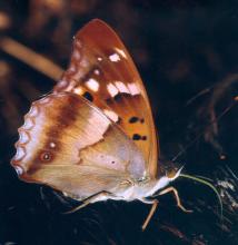 Kleiner Schillerfalter Walter Timpe